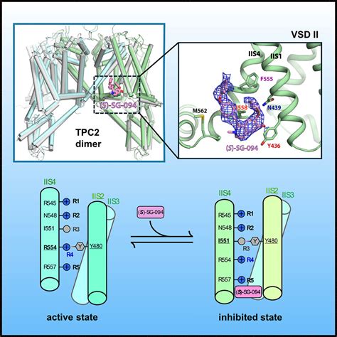 pure taboo polar opposites|Structural basis for inhibition of the lysosomal two.